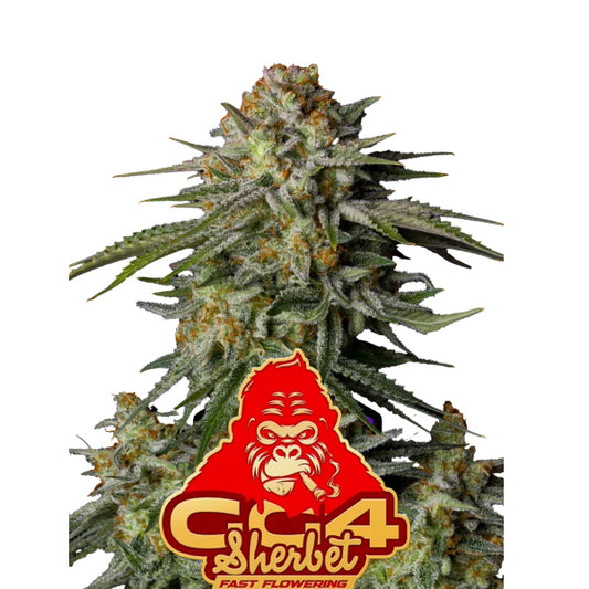 GG4 Sherbet Fast Flowering - FastBuds