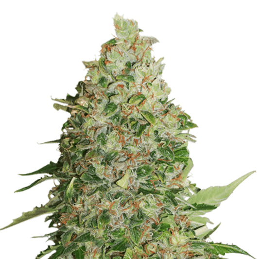 Graines Autofloraison BCN Critical XXL – Seed Stockers
