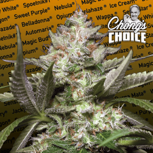 Graines Autofloraison - Auto Kong 4 - Tommy Chong's x5