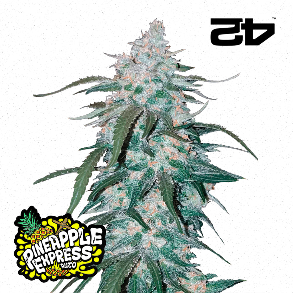 Pineapple Express Auto - FastBuds