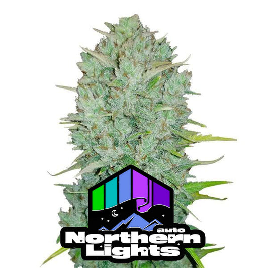 Original Nothern Lights Auto - FastBuds