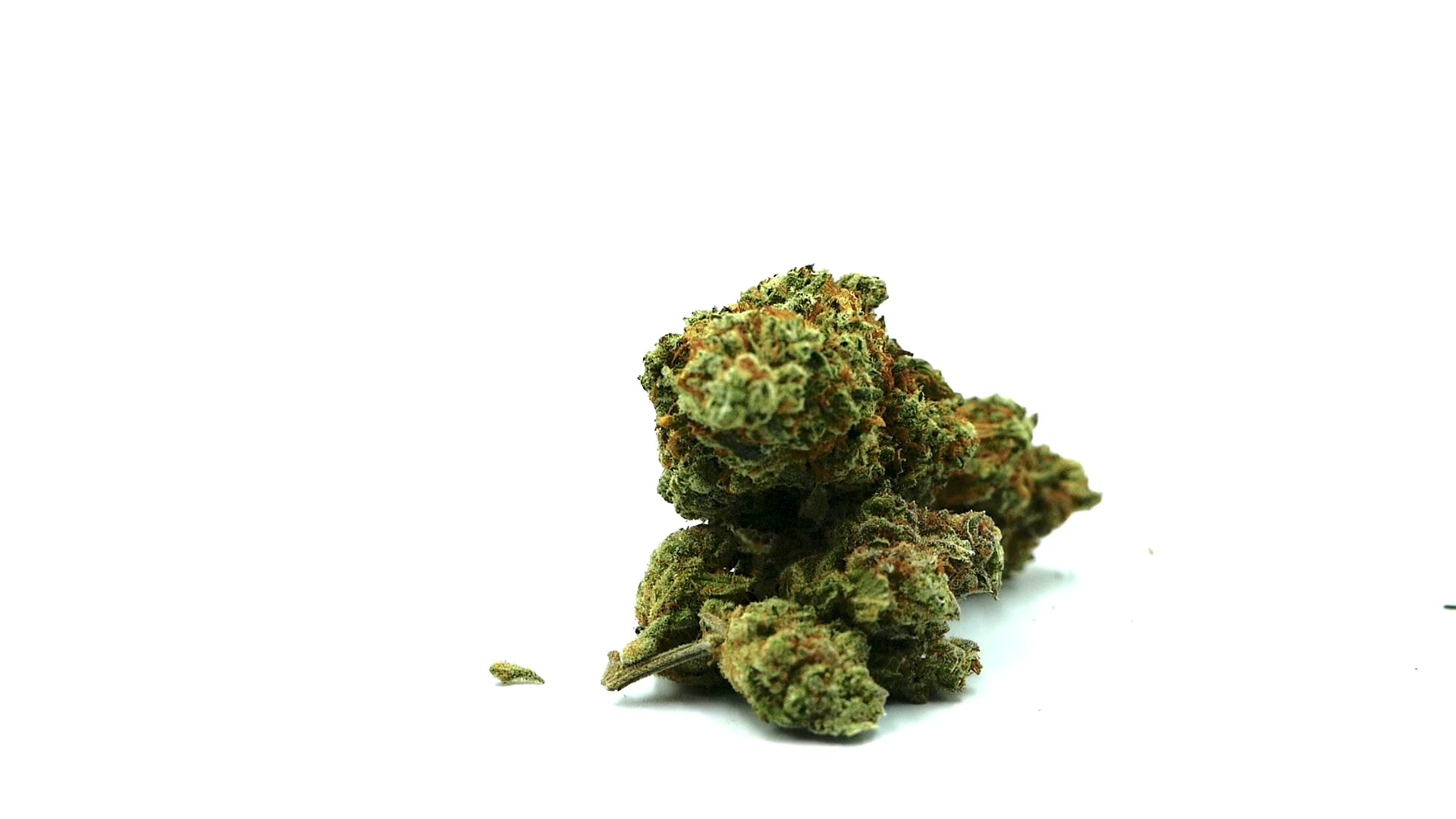 Moby Dick Fleur CBD - Barong CBD Shop - CBDpasCHer - meilleur CBD à fumer - CBD fumer - CBD tabac