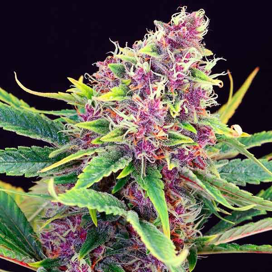 Purple Afghan Kush - World of Seeds x3