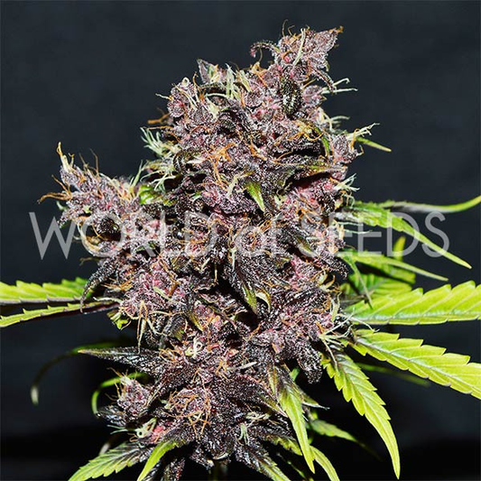 Purple Afghan Kush - World of Seeds x3