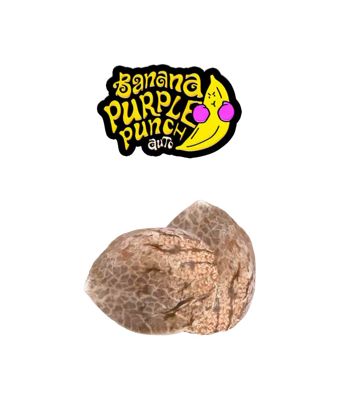 Graine Banana Purple Punch Auto – FastBuds seed cannabis