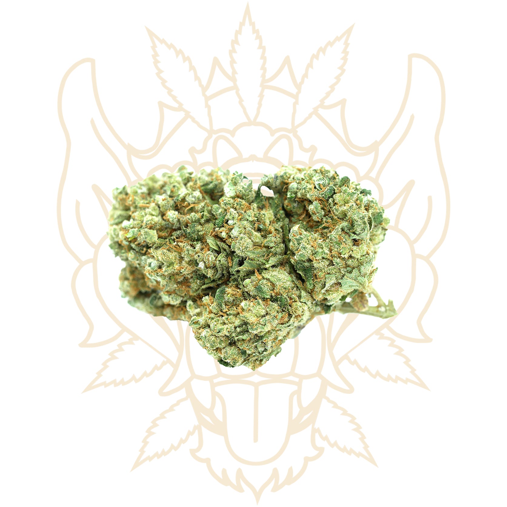 Cannabis Harlequin CBD Cannabidiol - Fleurs de CBD Cannabis Chanvre Harlequin - CBD PREMIUM - Barong CBD Shop - CBD Shop Cannabis France 